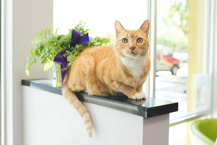 Pawsitive Wellness Veterinary Care LLC 1