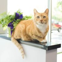 Pawsitive Wellness Veterinary Care LLC ico
