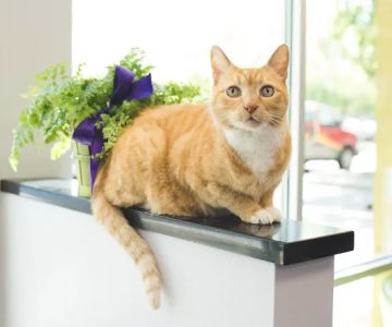 Pawsitive Wellness Veterinary Care LLC