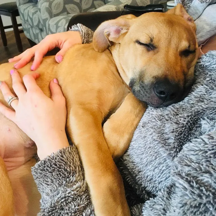 Pawsitive Wellness Veterinary Care LLC 10