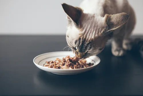 Pawsitive Wellness Veterinary Care LLC 3