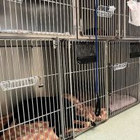 Spay & Neuter Clinic ico