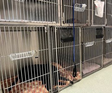 Spay & Neuter Clinic