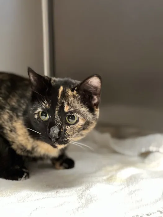 Spay & Neuter Clinic 3