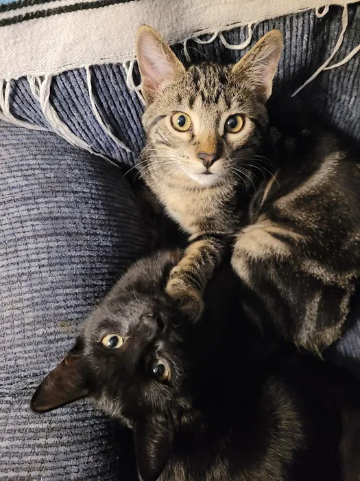 Spay & Neuter Clinic 5