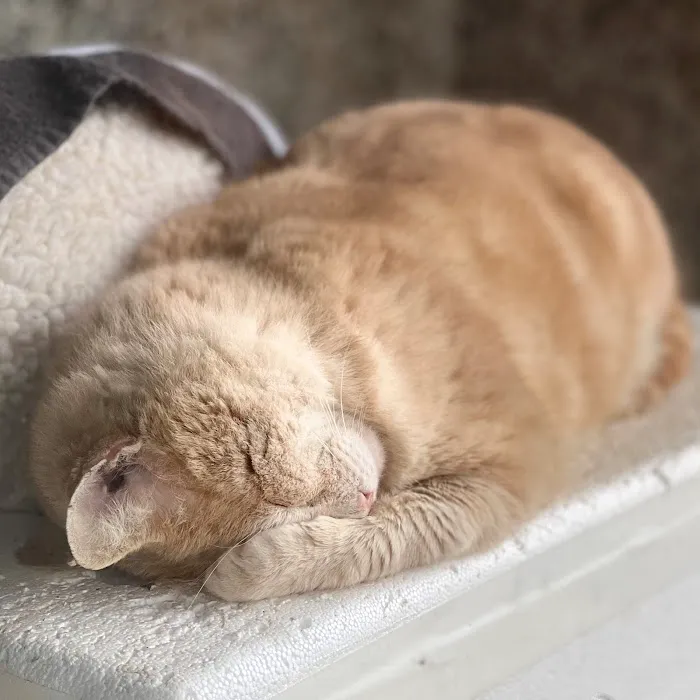 Spay & Neuter Clinic 8
