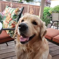 Willakenzie Animal Clinic ico