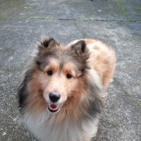 Four Corners Veterinary Clinic ico