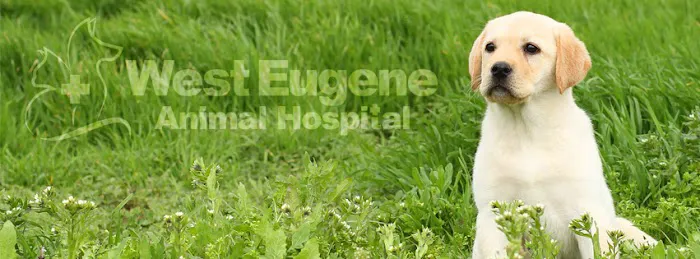 West Eugene Animal Hospital 5