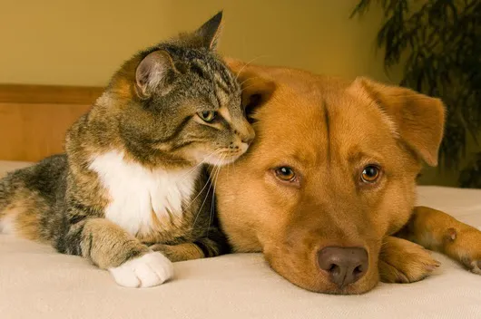 West Eugene Animal Hospital 4