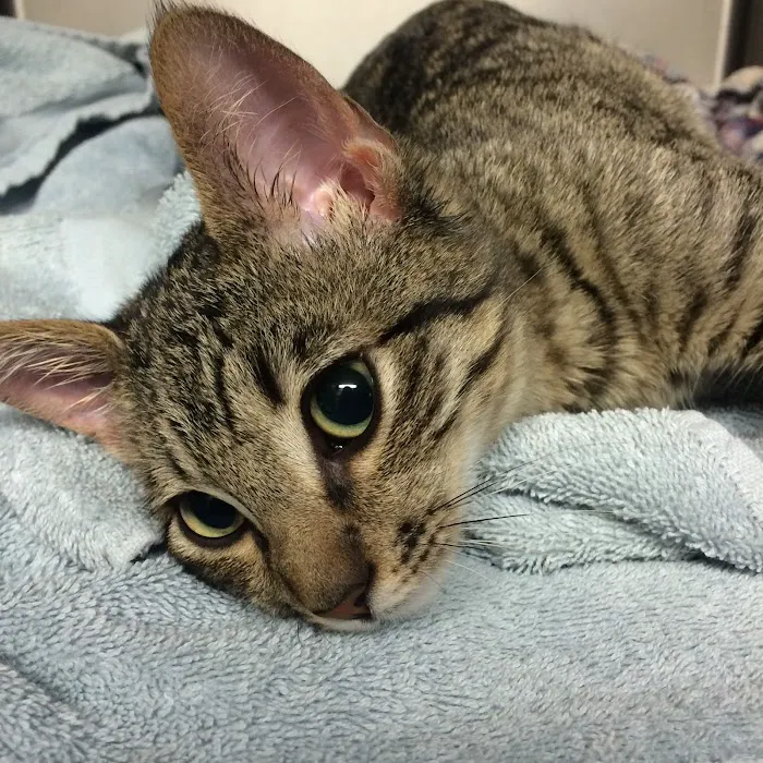 West Eugene Animal Hospital 10