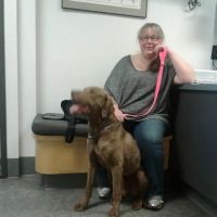 VCA Westmoreland Animal Hospital ico