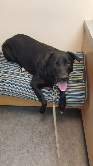 VCA Westmoreland Animal Hospital 4