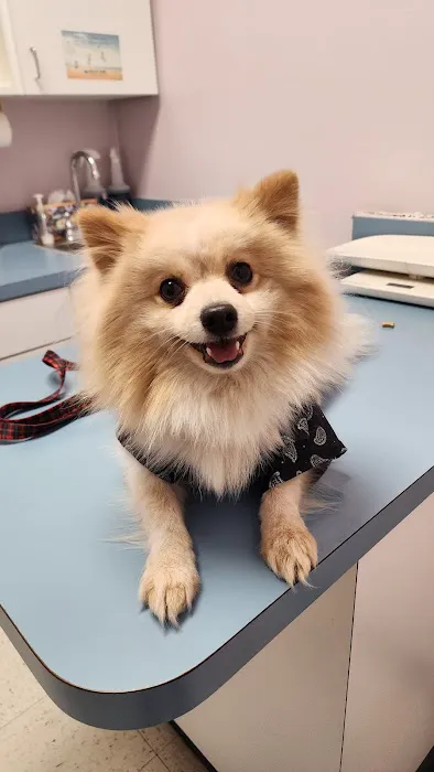 Shadow Hills Pet Clinic 8