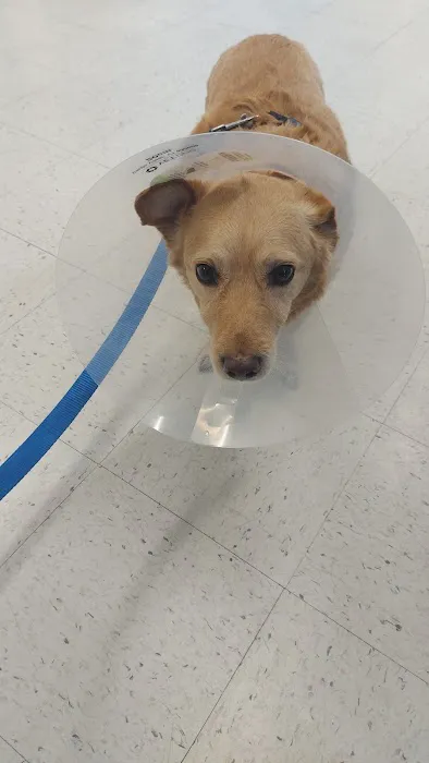 Shadow Hills Pet Clinic 2