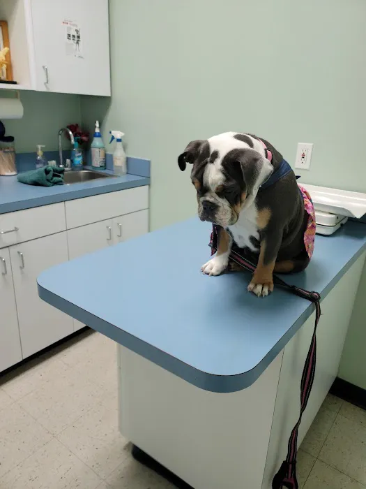 Shadow Hills Pet Clinic 9