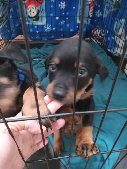 Pacoima Pet Clinic 6