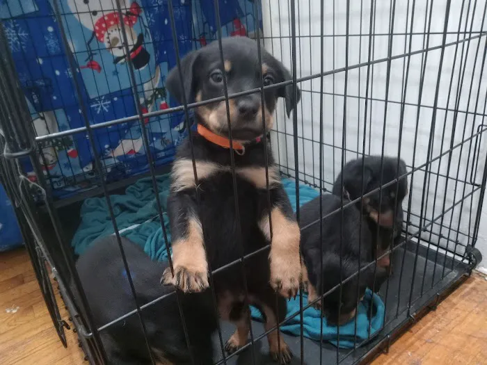 Pacoima Pet Clinic 4