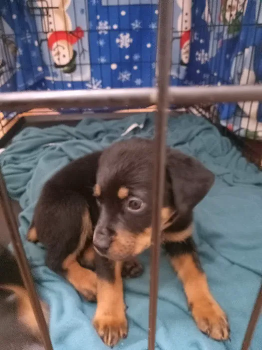 Pacoima Pet Clinic 7