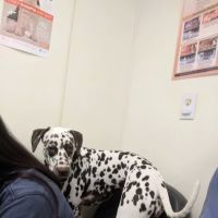 Pet Medical Center- Sunland ico