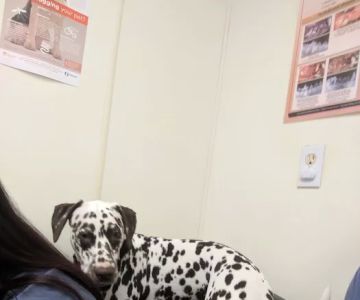 Pet Medical Center- Sunland