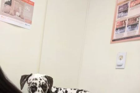 Pet Medical Center- Sunland