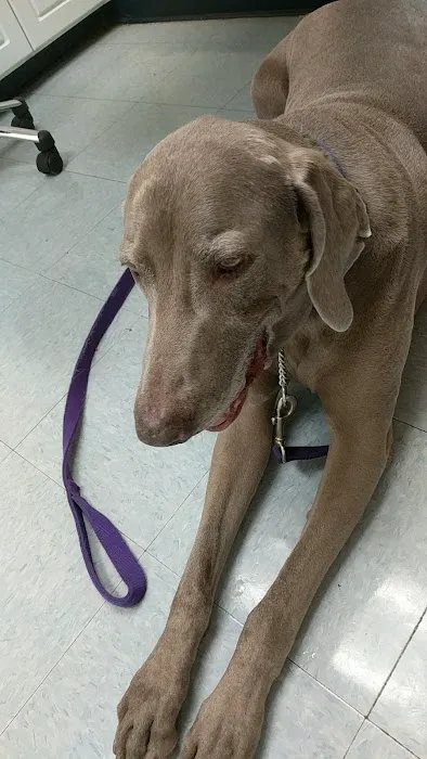 Pet Medical Center- Sunland 4