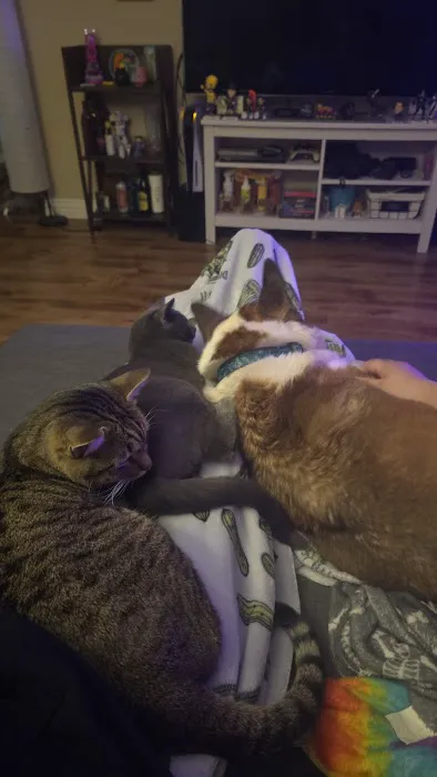 Green Meadows Veterinary Care - In Home Pet Euthanasia 5