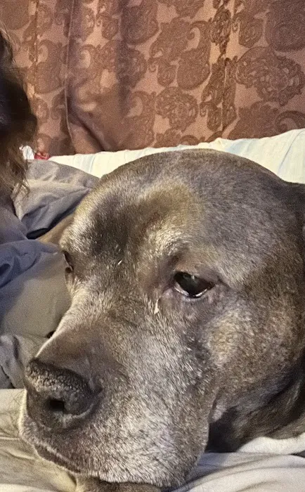 Green Meadows Veterinary Care - In Home Pet Euthanasia 3