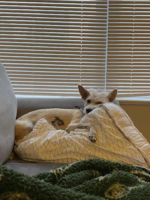 Green Meadows Veterinary Care - In Home Pet Euthanasia 10