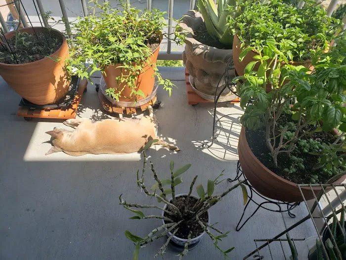Panorama Pet Hospital 6