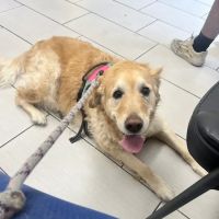 Panorama Pet Hospital ico