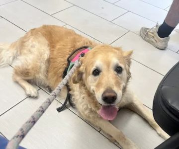Panorama Pet Hospital