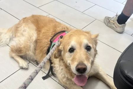 Panorama Pet Hospital