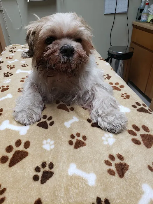 Panorama Pet Hospital 10