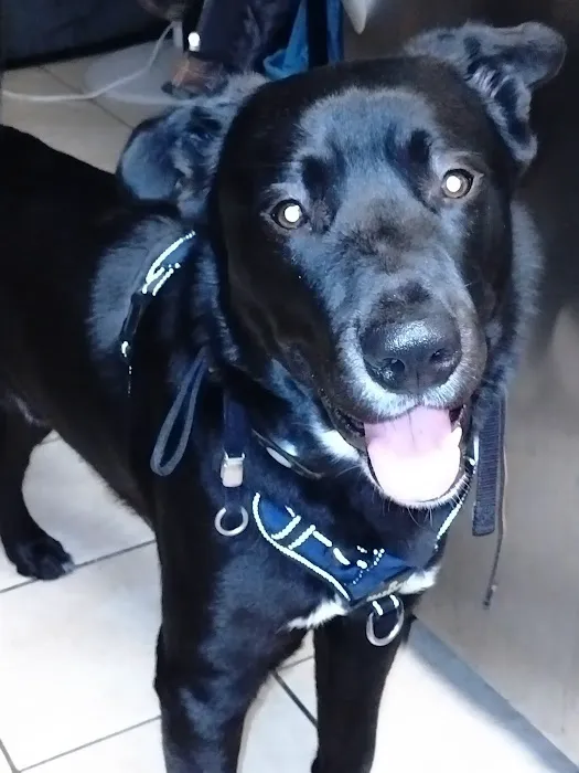 Panorama Pet Hospital 2
