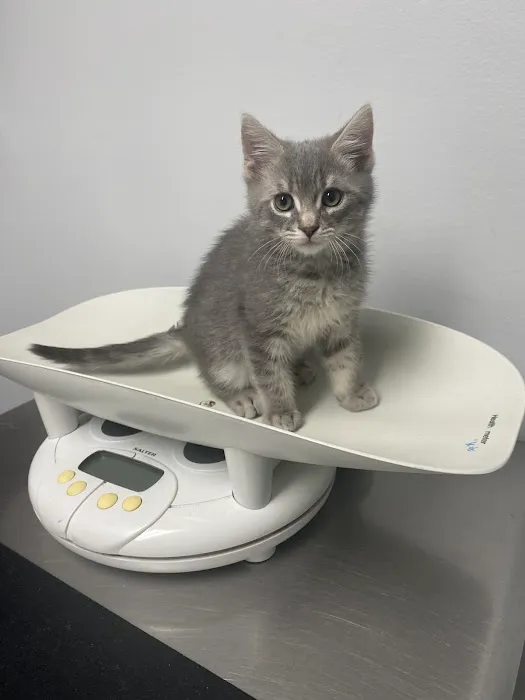 Valley Animal Hospital 8
