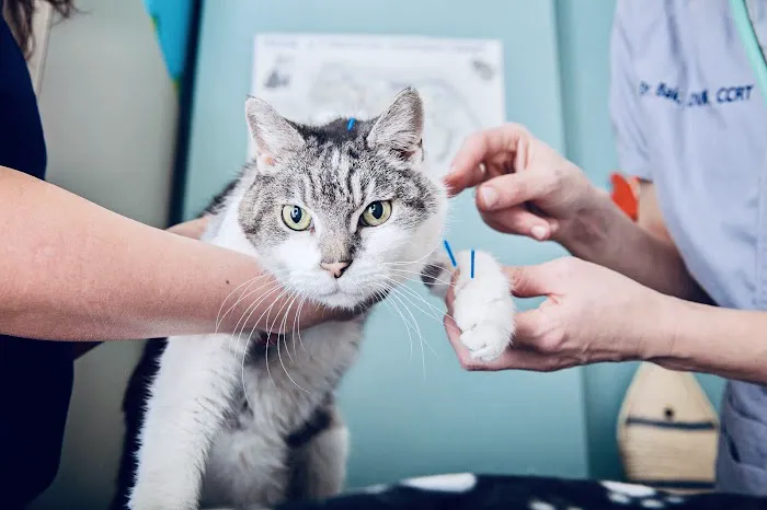 PAW REHAB Pacific Animal Wellness Rehabilitation Center 12