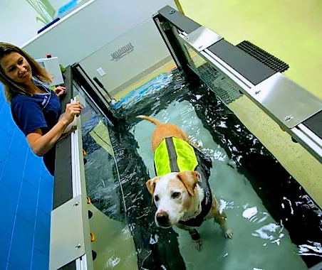 PAW REHAB Pacific Animal Wellness Rehabilitation Center 12