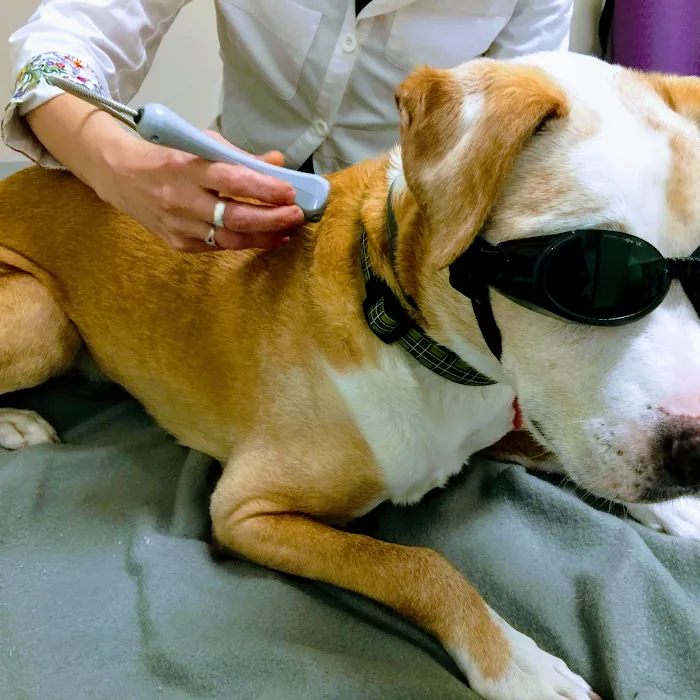 PAW REHAB Pacific Animal Wellness Rehabilitation Center 12