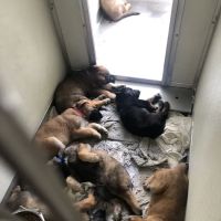 Animal Hospital of Eagle Glen ico