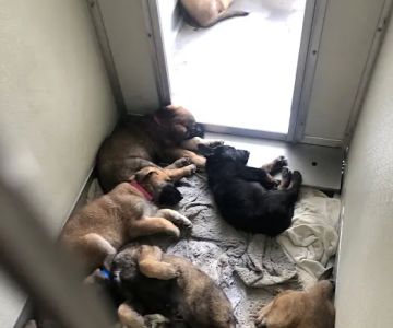 Animal Hospital of Eagle Glen