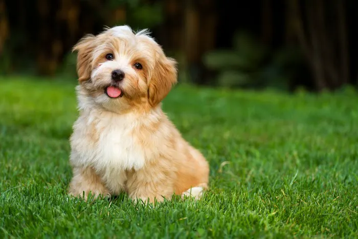 Animal Hospital of Eagle Glen 8