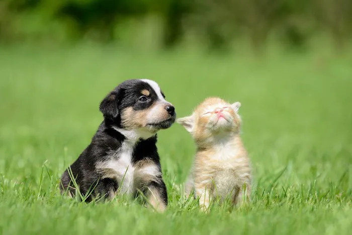 Animal Hospital of Eagle Glen 10