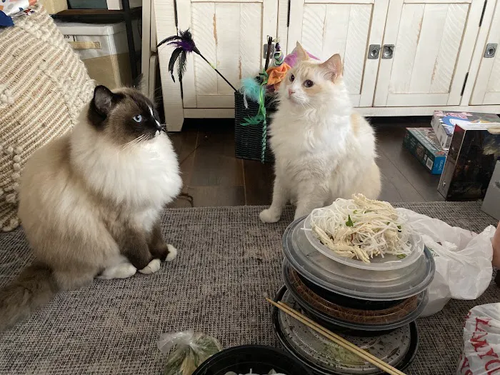 Ragdoll Kittens by Kelly 3