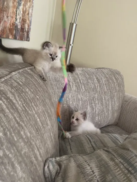 Ragdoll Kittens by Kelly 4