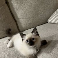 Ragdoll Kittens by Kelly ico