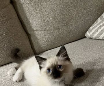 Ragdoll Kittens by Kelly