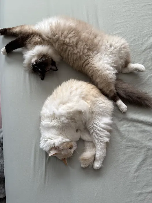 Ragdoll Kittens by Kelly 5