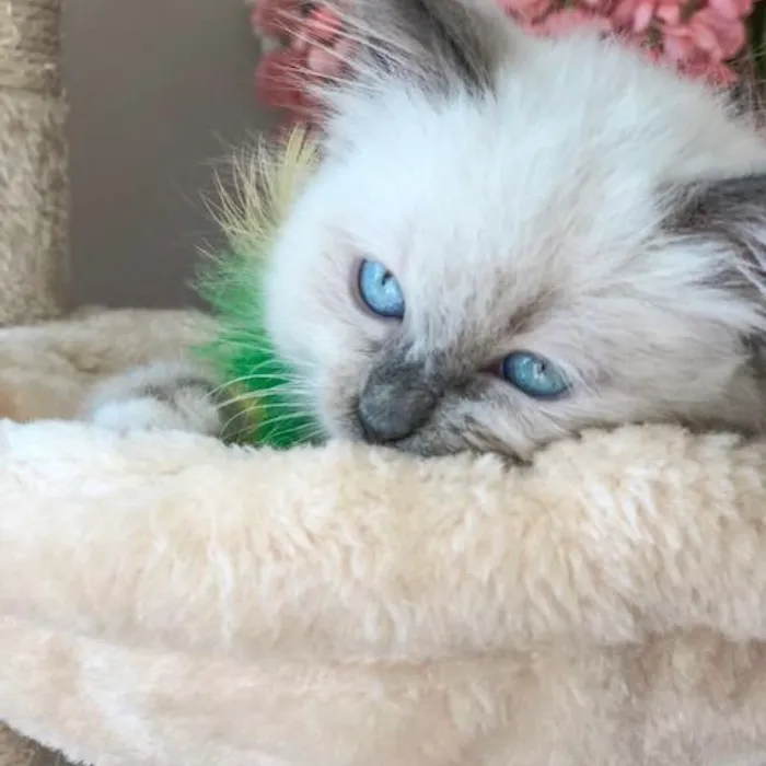 Ragdoll Kittens by Kelly 8